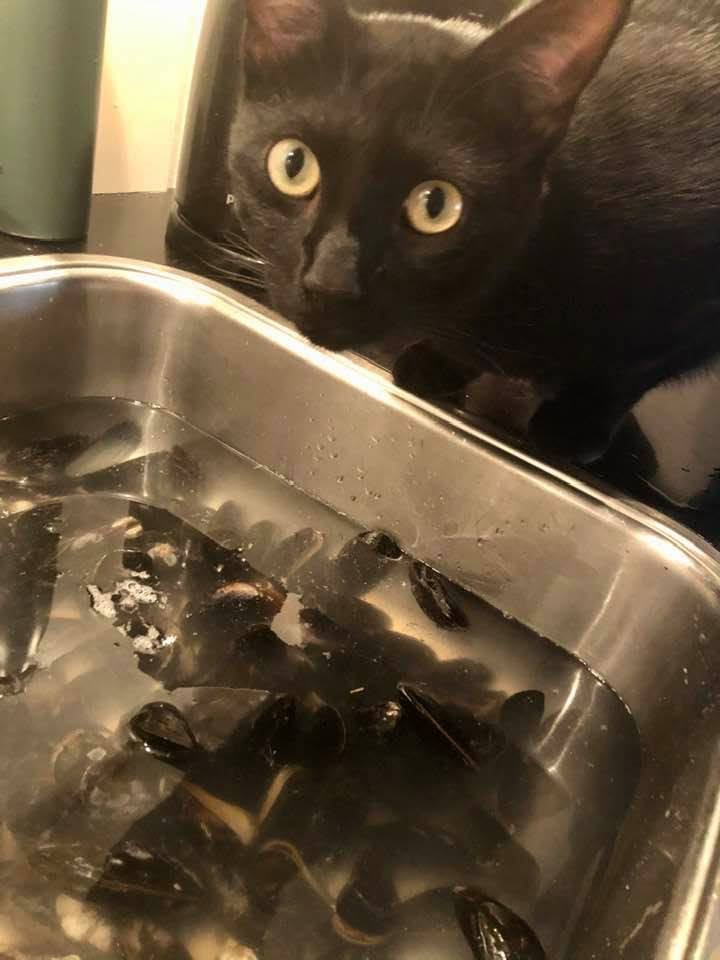 A black cat looking into a sink full of mussels.