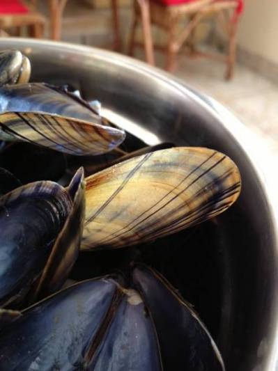 how-to-cook-fresh-mussels