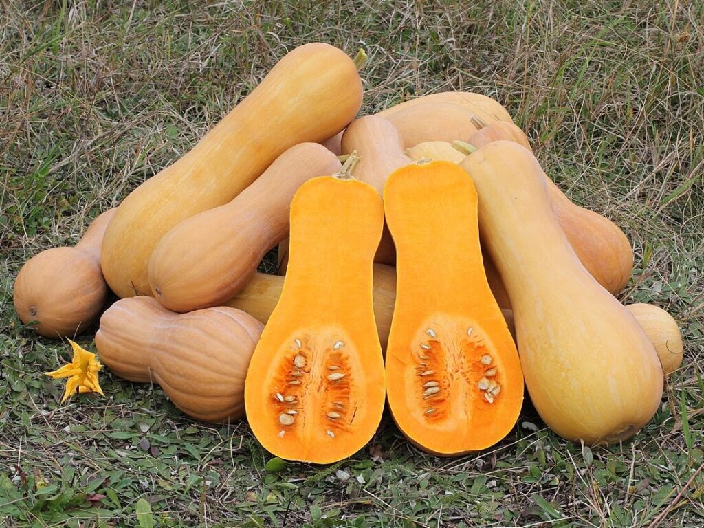 A pile of butternut squashes in a field with one sliced open.