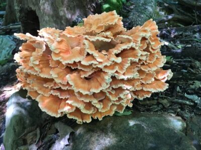 saute chicken of the woods