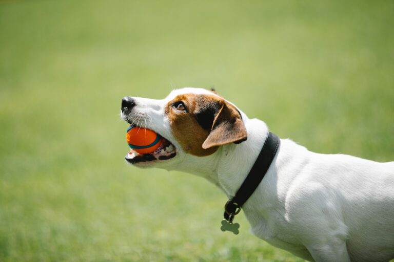 owning a dog if you have mobility issues