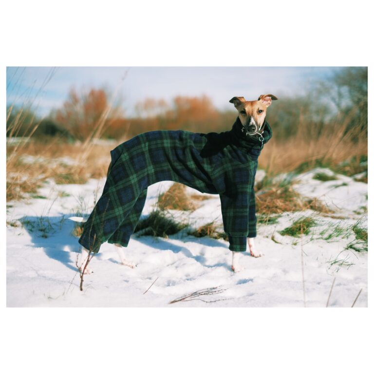 dog clothing