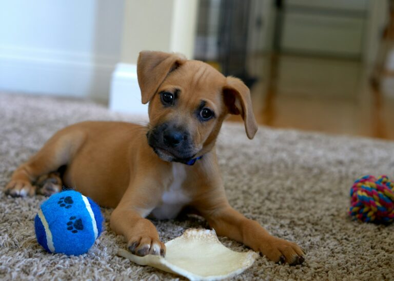 Help kids look after new pet