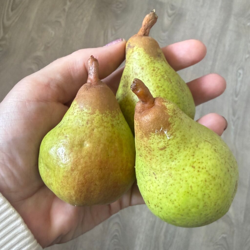 Three homegrown Conference pears.