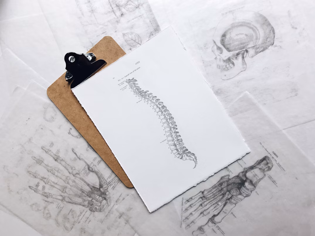 Drawing of a spine